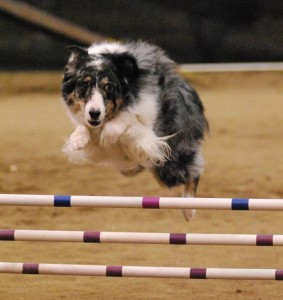 Canine Physio